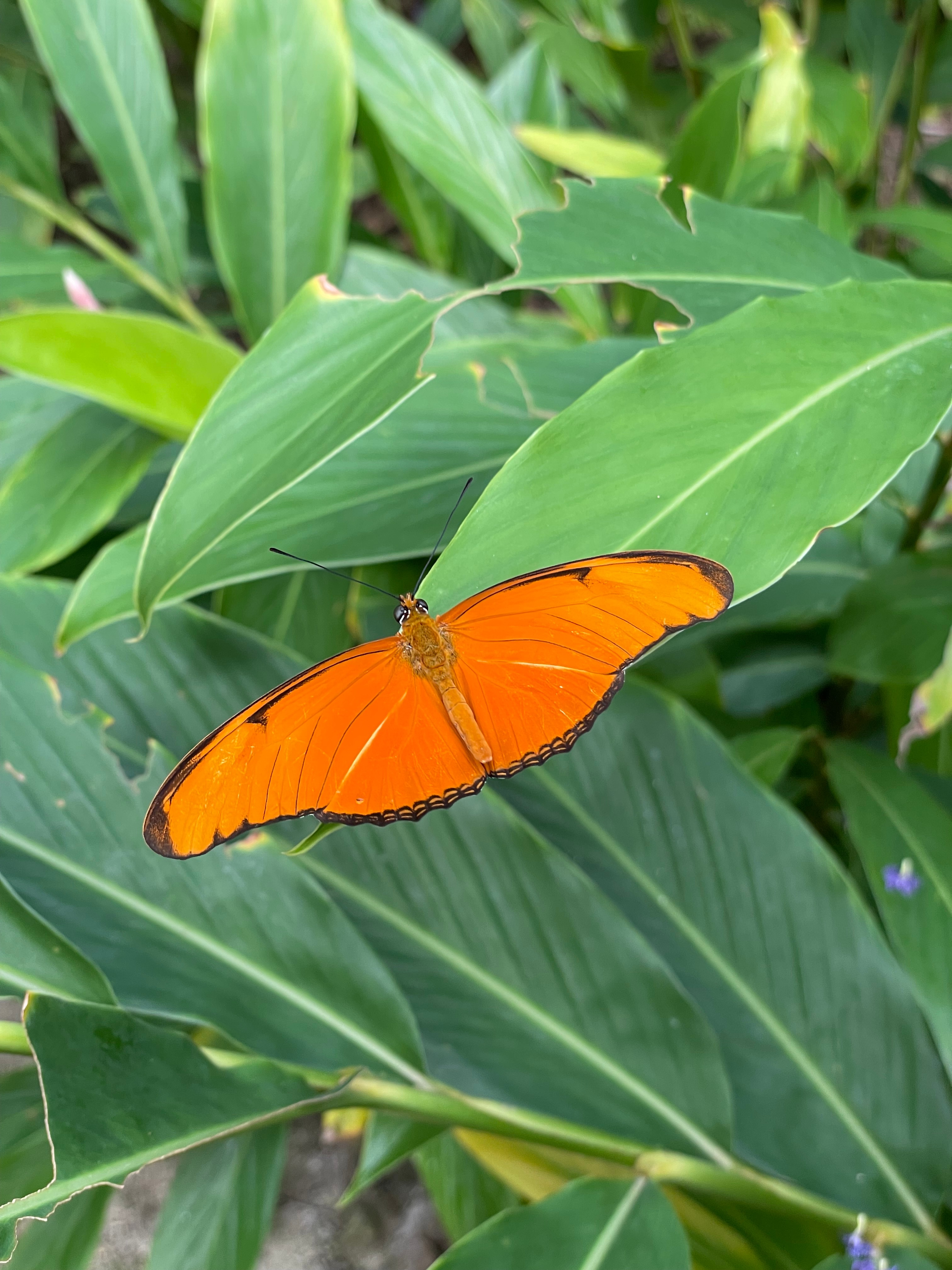 Aruba